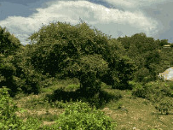 Screen Shot 2025-03-01 at 3.53.12 AM_4_11zon